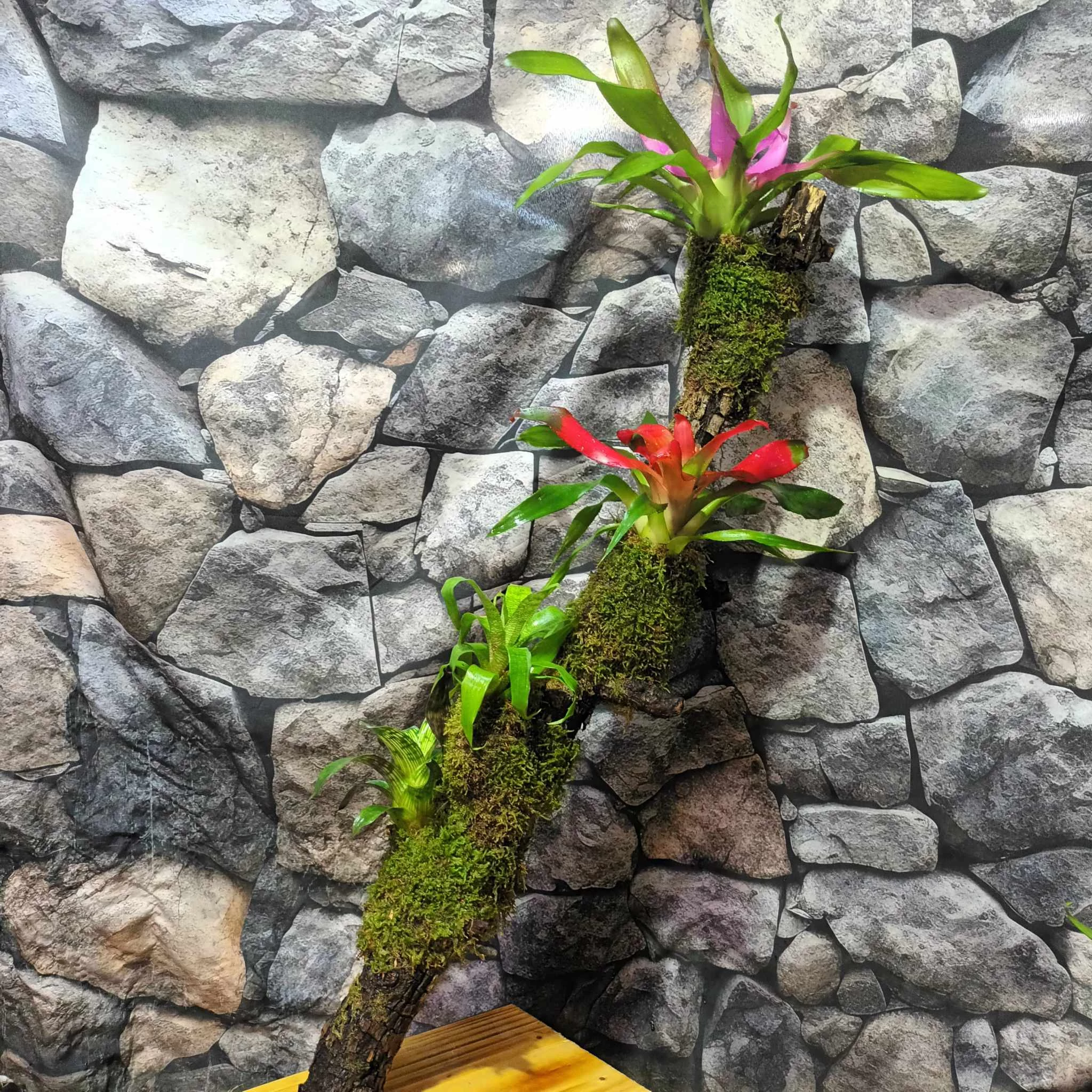 Vriesea, Neoregelia vegyesen faágon