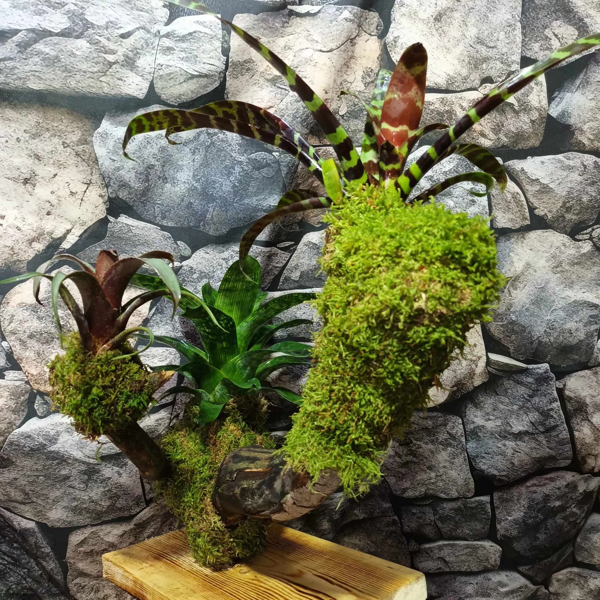 Vriesea, Neoregelia vegyesen faágon