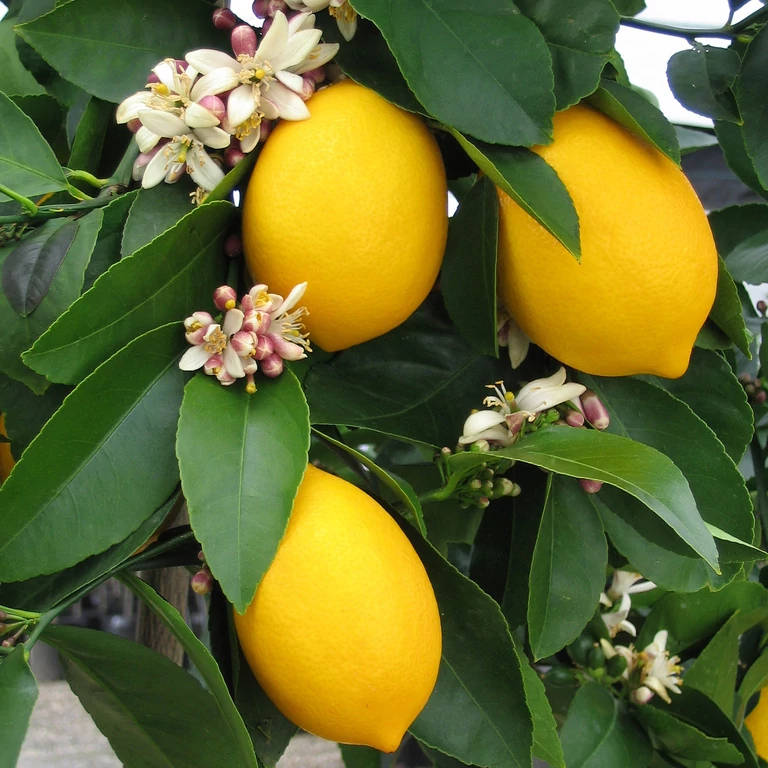 Citrus limon Meyer - Meyeri citrom