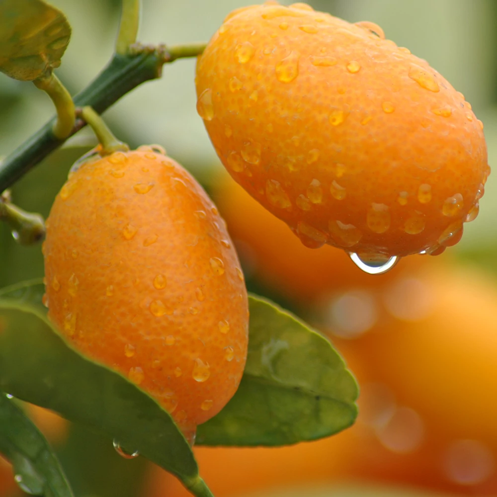 Citrus Onika kumquat / törpemandarin, kumquat