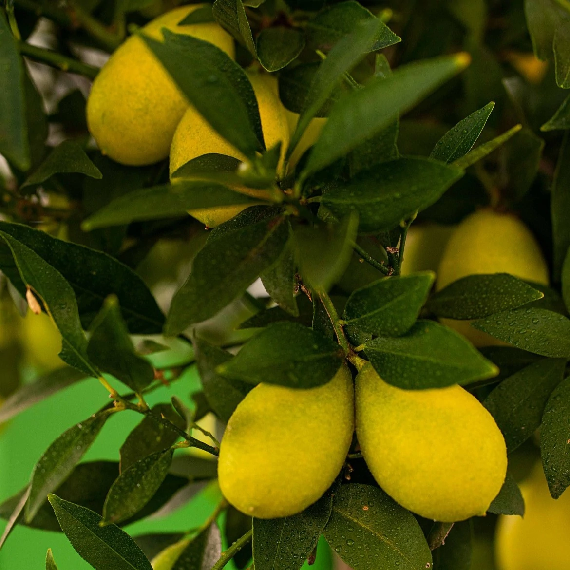 Citrus Lara limequat