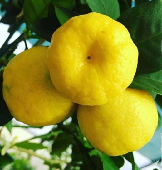 Citrus limetta 'Pursha' - édes lima