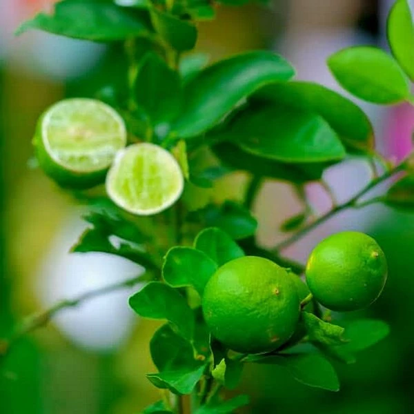 Citrus aurantifolia - zöld lime
