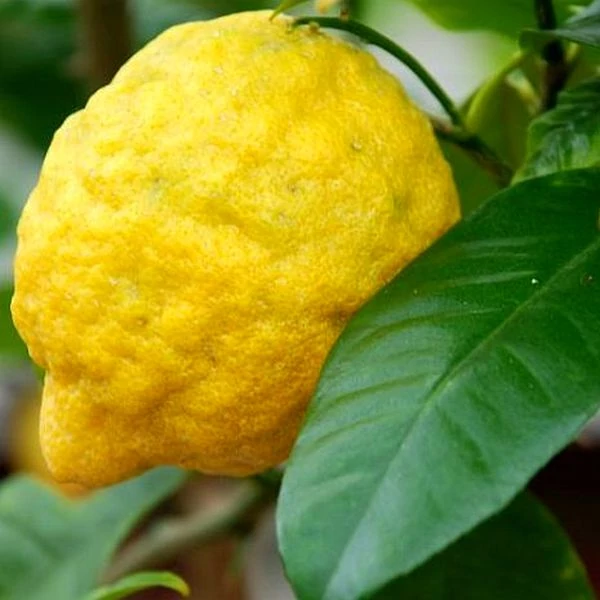 Citrus medica Cedro / Óriás citrom