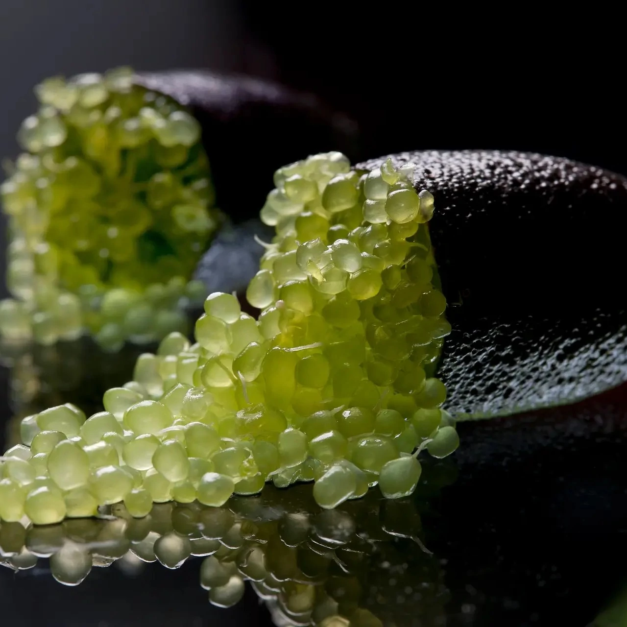 Citrus australasica 'Green'  - Ausztrál kaviár citrom