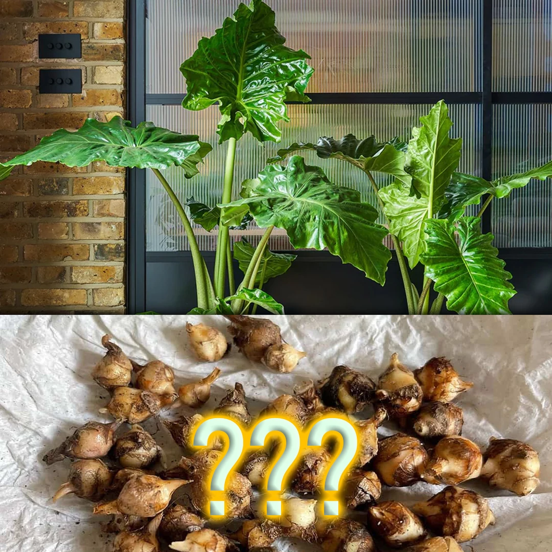 Alocasia gumó / rizóma, meglepetés