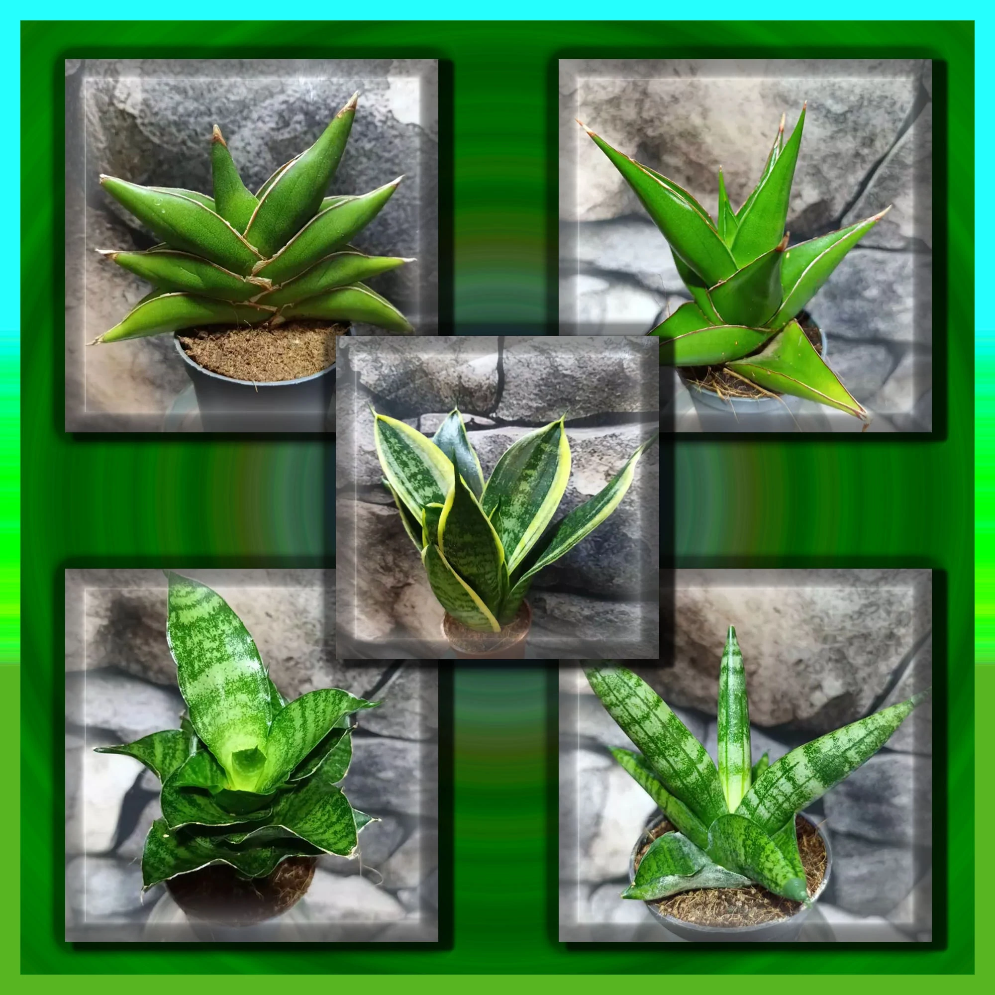 Sansevieria csomag (5 növény, kedvezménnyel)