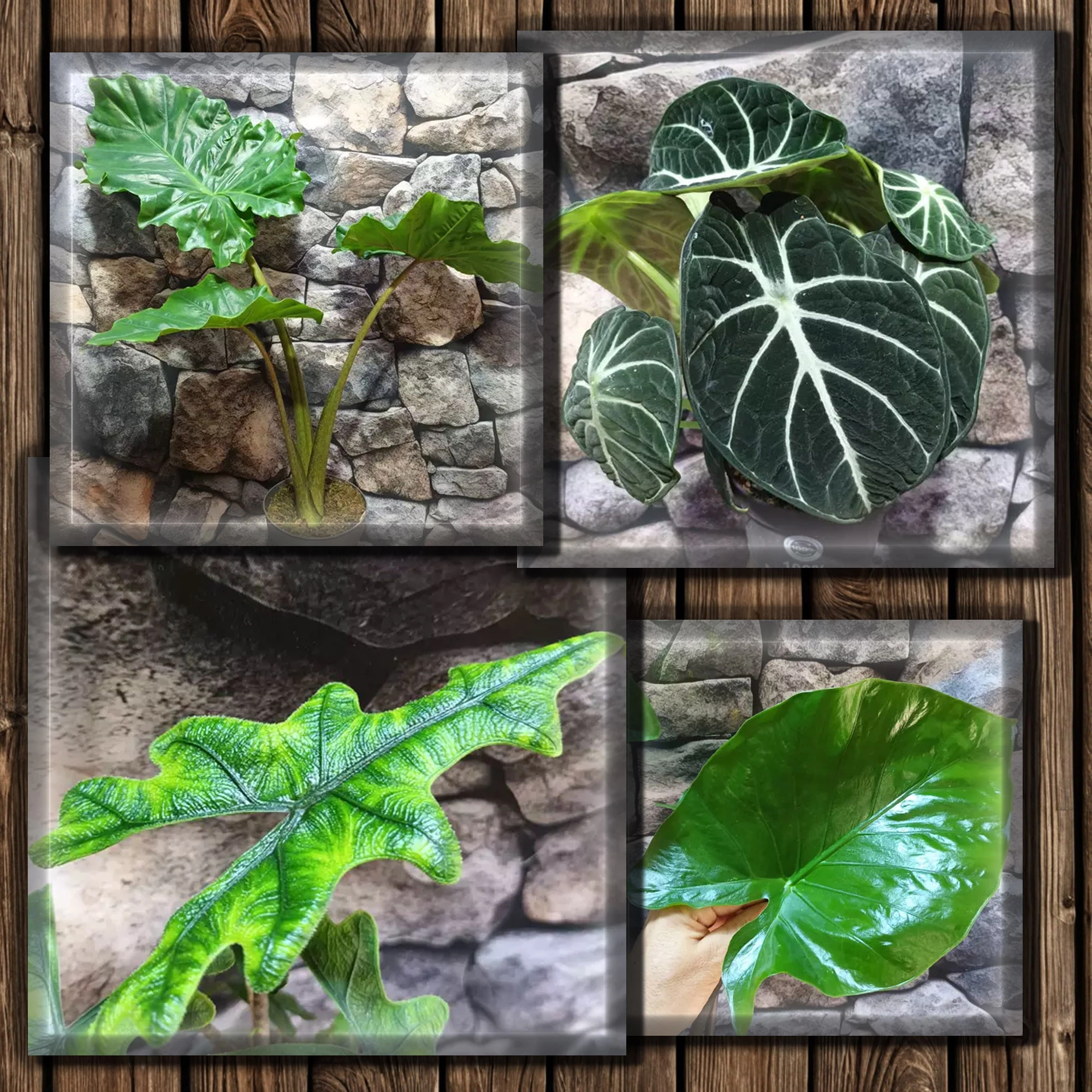 Alocasia csomag #2