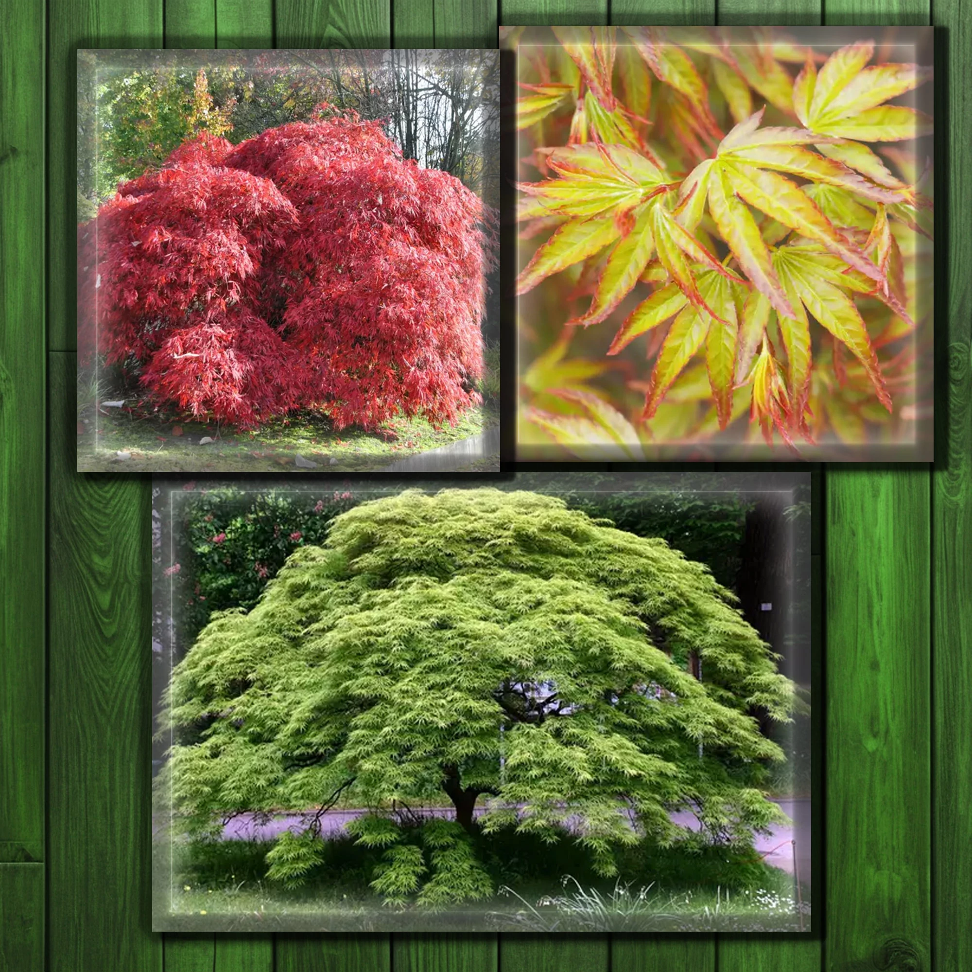 Acer palmatum - japán juhar csomag #1