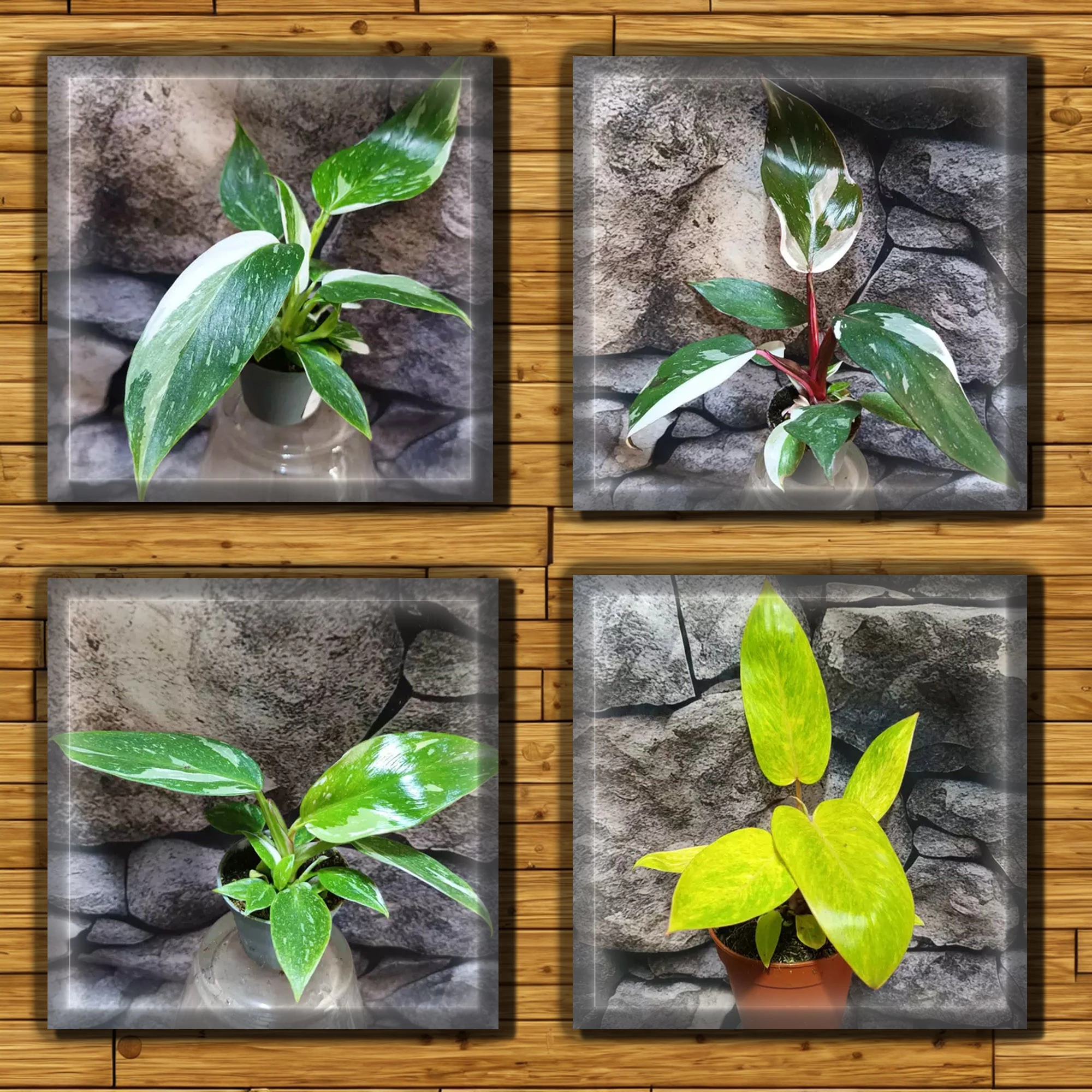 Philodendron csomag #1