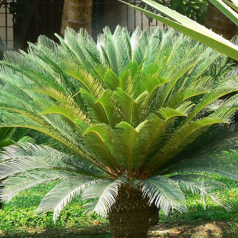 Cycas revoluta