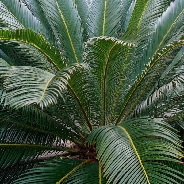 Cycas revoluta