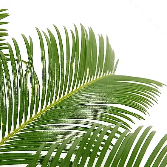 Cycas revoluta