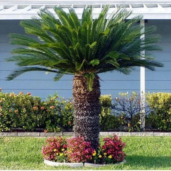 Cycas revoluta