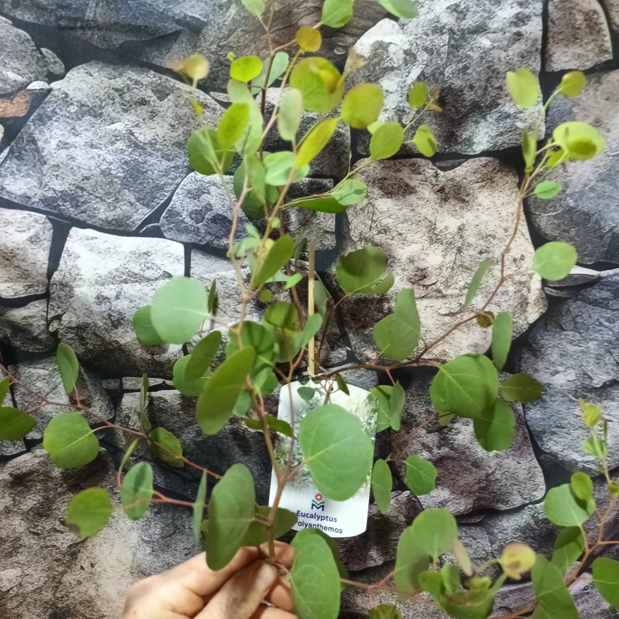 Eucalyptus polyanthemos