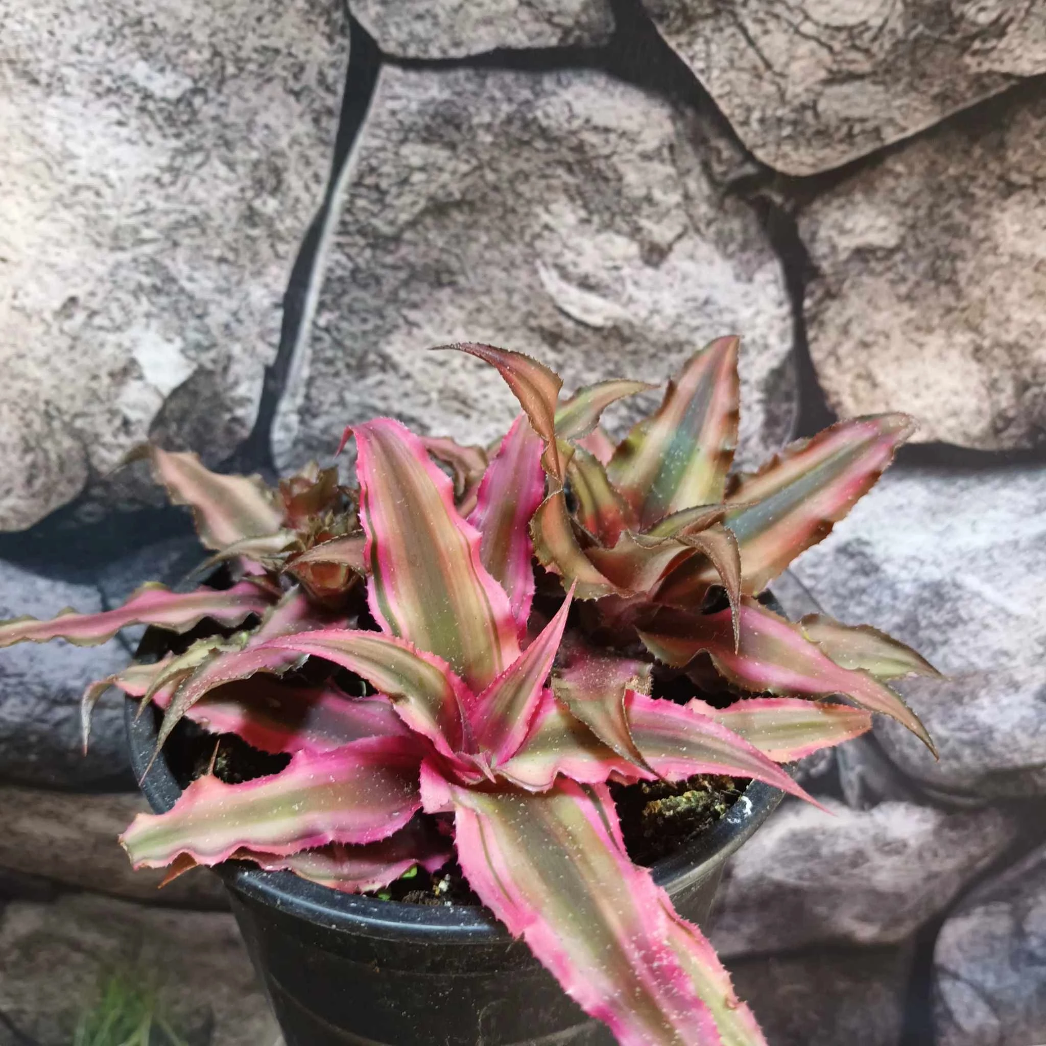Cryptanthus bivittatus Red Star