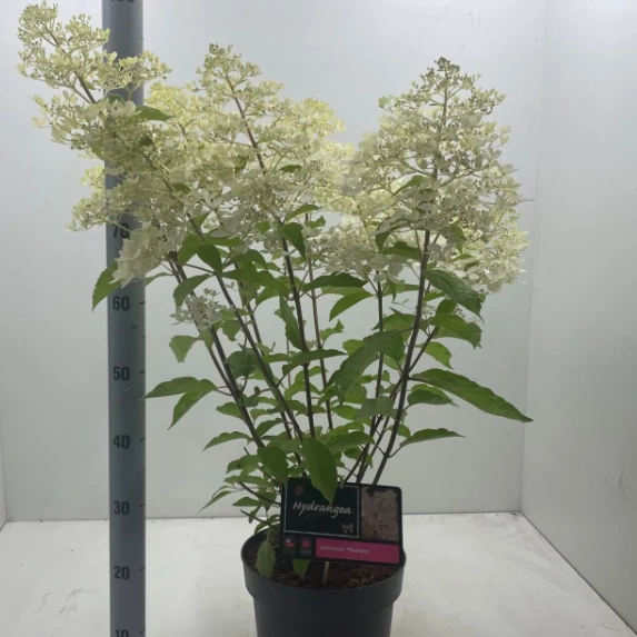 HYDRANGEA PANICULATA PHANTOM - bugás hortenzia