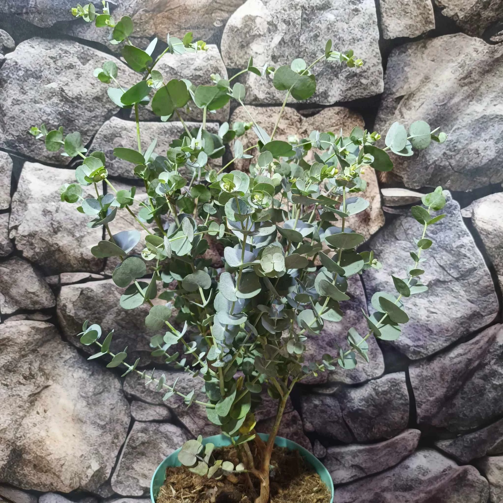 Eucalyptus gunnii 'Azura'