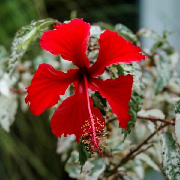 Hibiscus Rosa-Sinensis Variegata