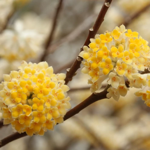Edgeworthia chrysantha - illatos virágú japán papírcserje