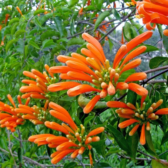 Pyrostegia venusta - díszes aranyzuhatag