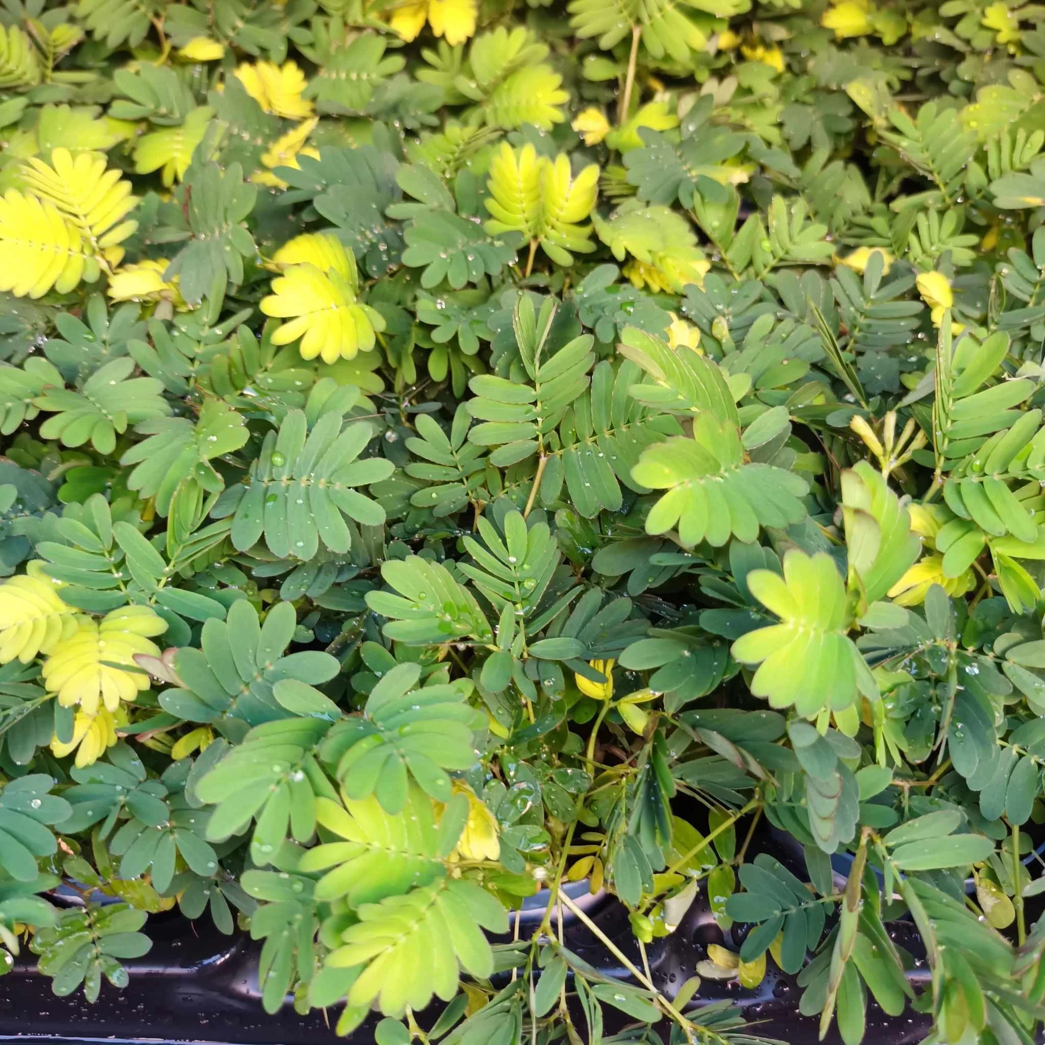 Mimosa pudica - szemérmes mimóza