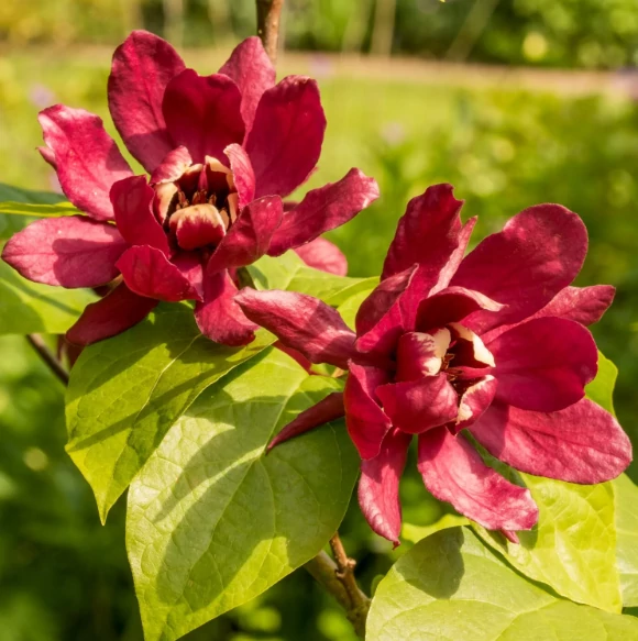 Calycanthus 'Hartlage Wine' - illatos fűszercserje