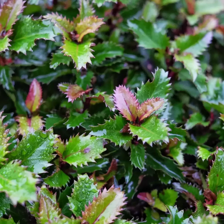 Ilex meserveae 'Little Rascal' - törpe magyal