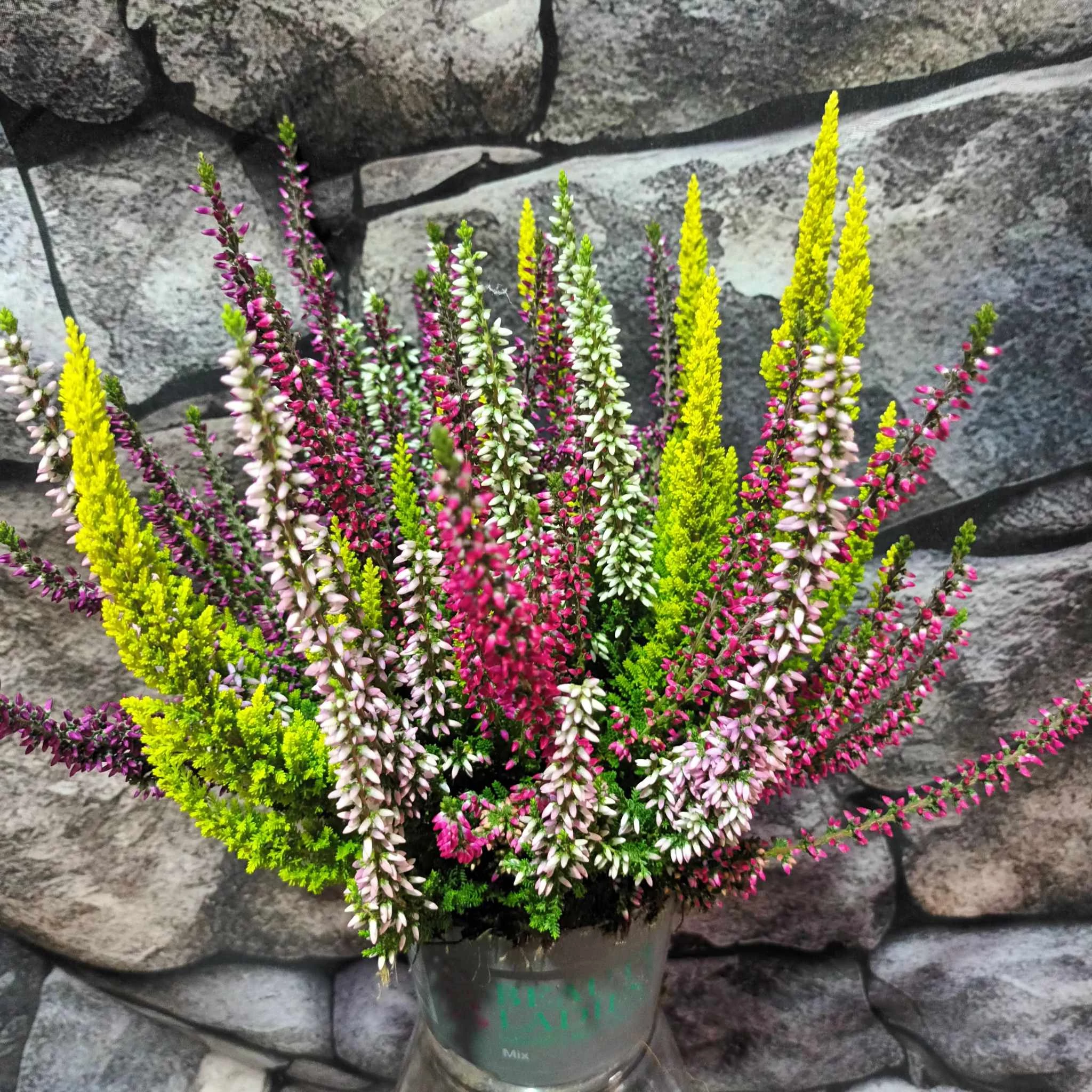 Calluna vulgaris High Five