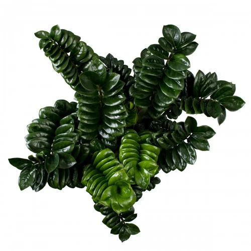 Zamioculcas Zenzi