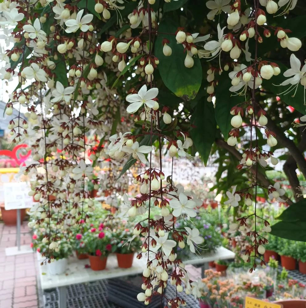 Clerodendrum laevifolium Blume
