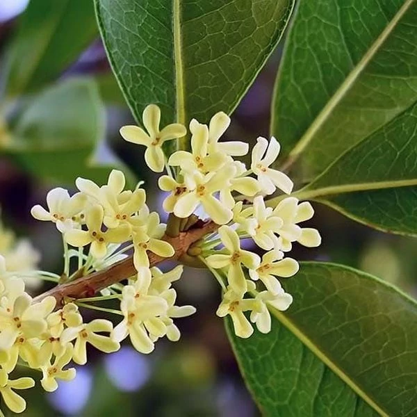Osmanthus krémfehér virágú illatcserje