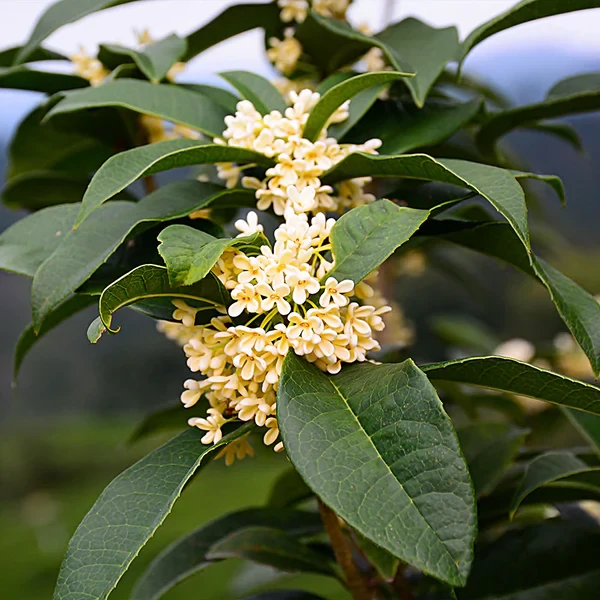 Osmanthus krémszínű virágú illatcserje
