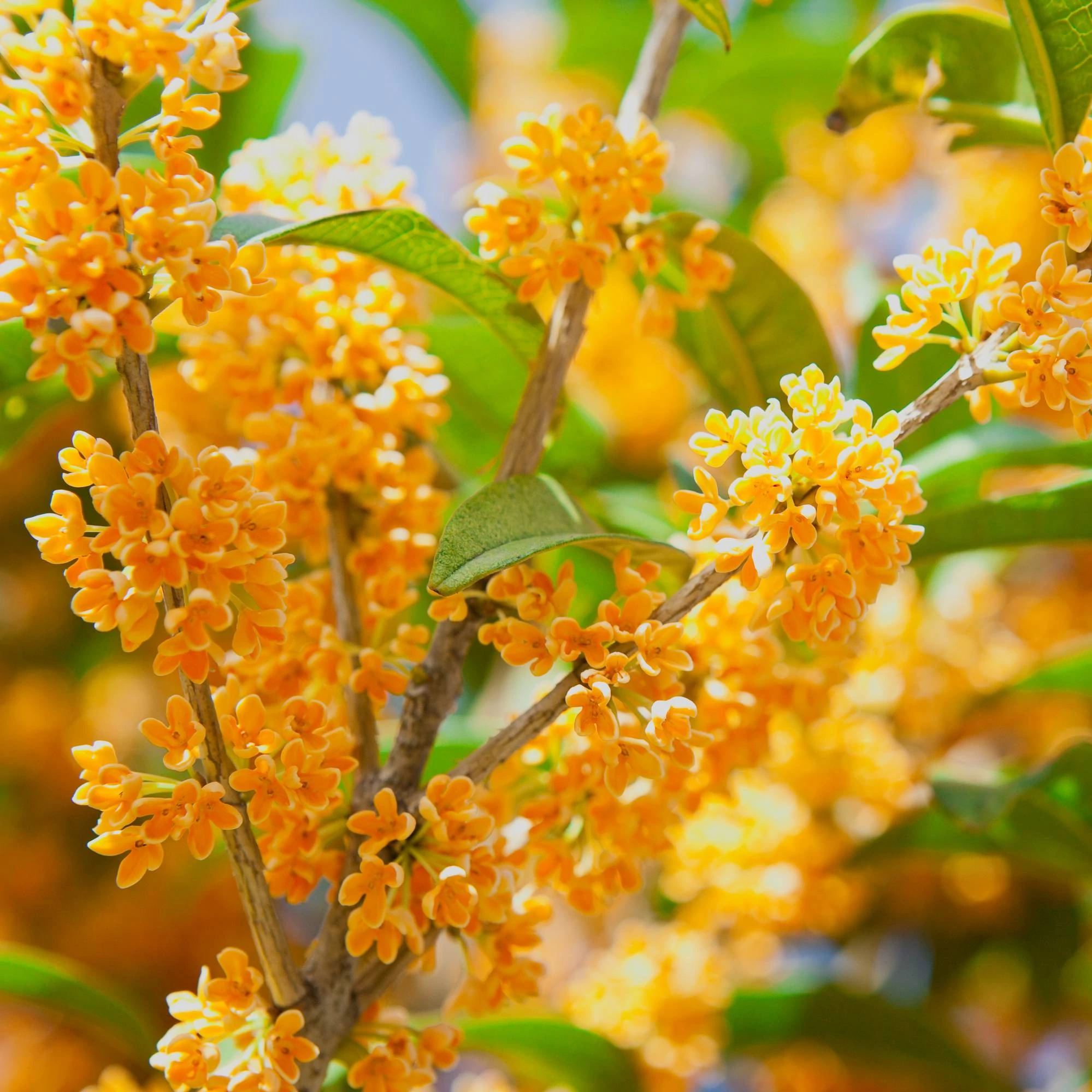 Osmanthus narancs virágú illatcserje