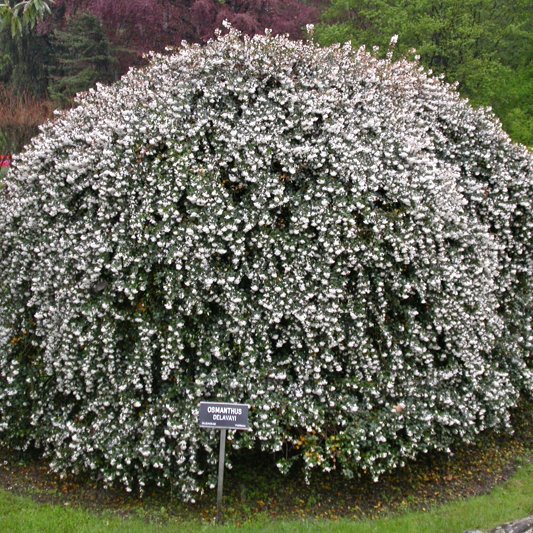 Osmanthus delavayi - aprólevelű illatcserje