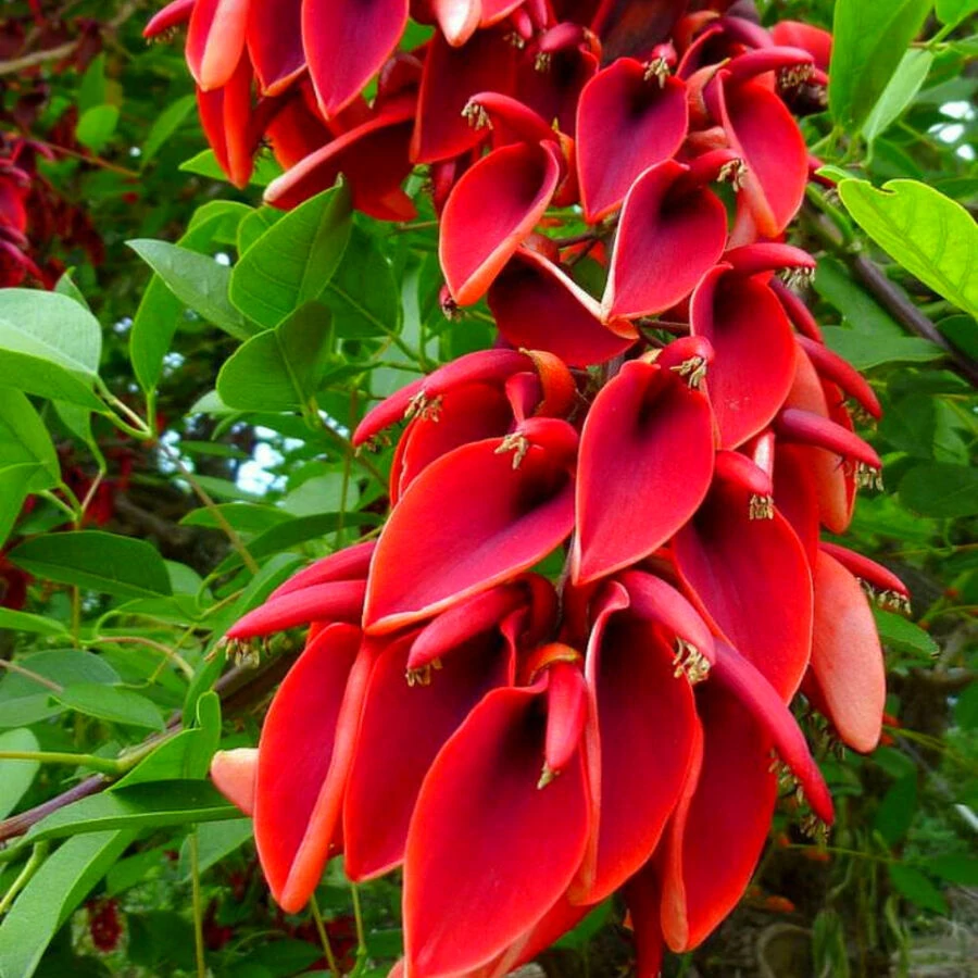 Erythrina crista-galli - tarajos korallfa