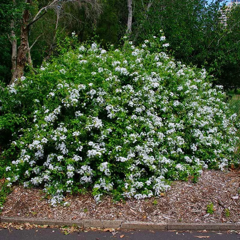 Plumbago auriculata 'Alba' - fehér ólomvirág
