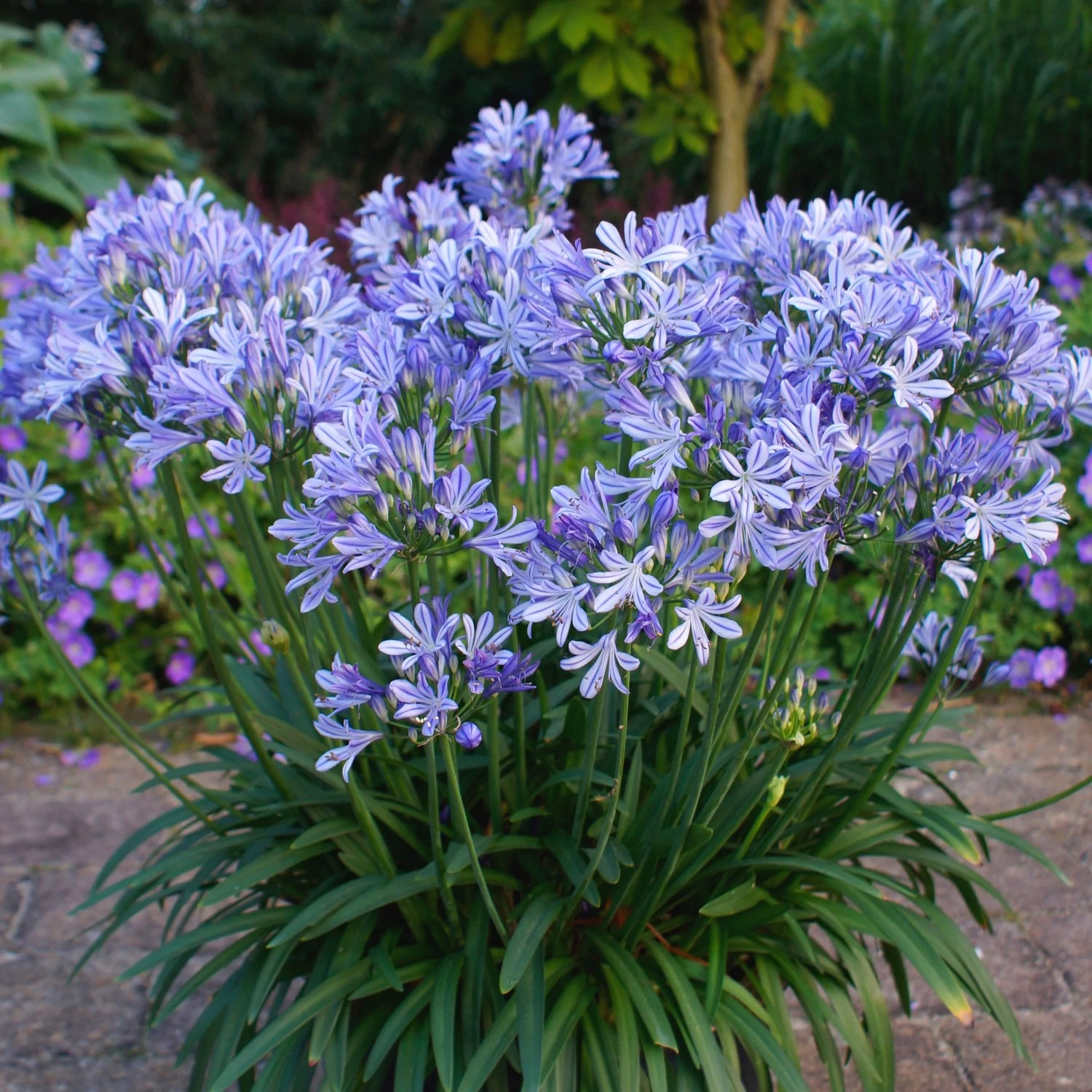 Agapanthus 'Charlotte Blue'