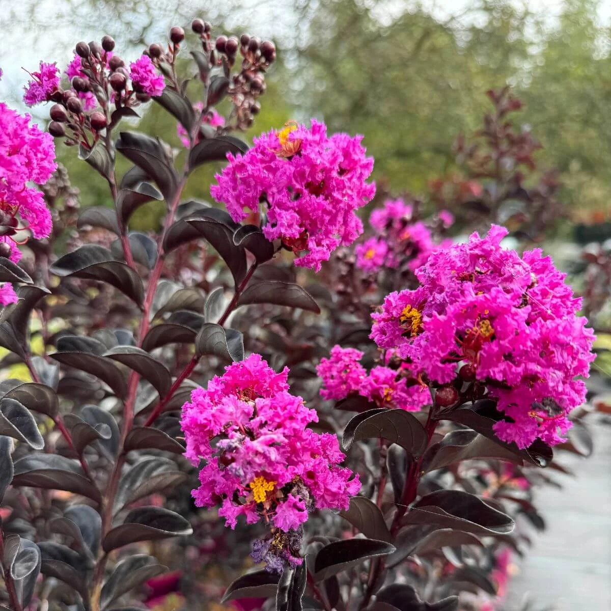 Lagerstroemia indica 'Purely Purple'
