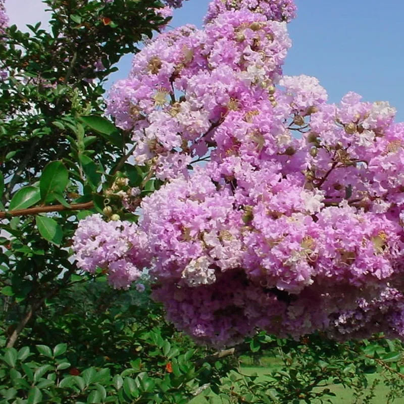 Lagerstroemia indica 'Yuma'