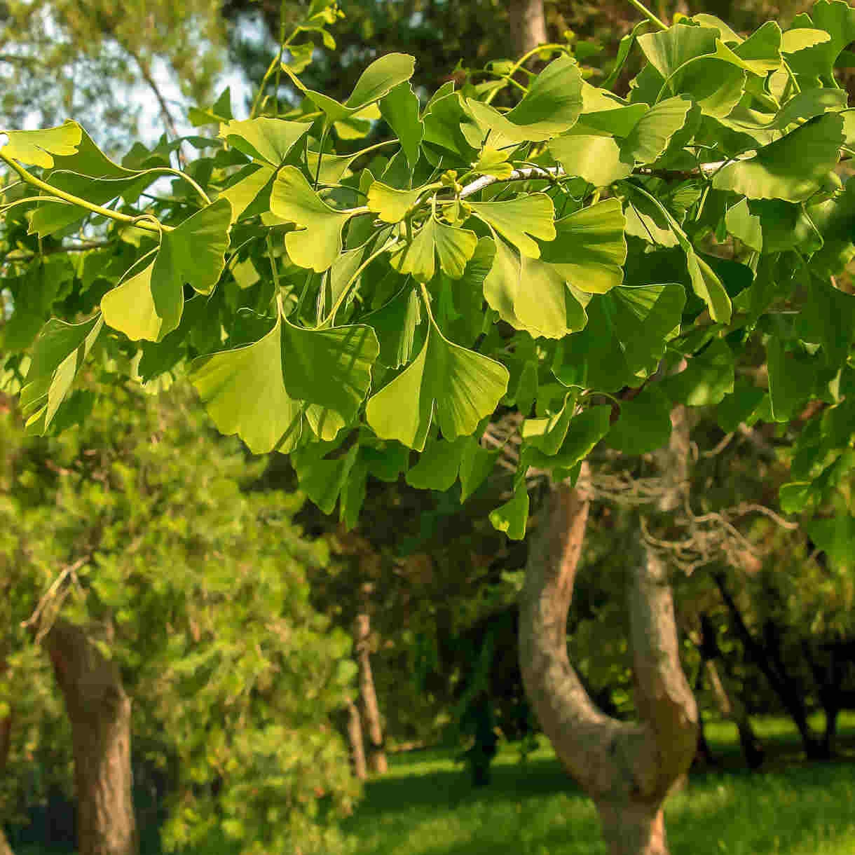 Ginkgo biloba - páfrányfenyő
