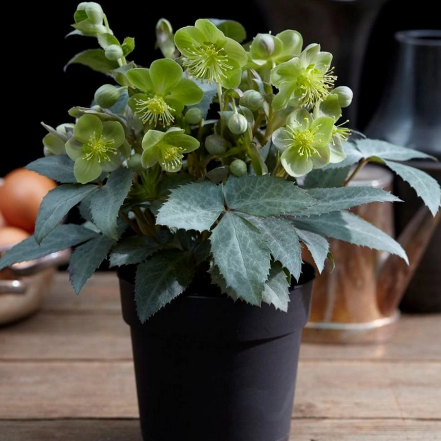 Helleborus x sternii 'Silver Dollar'