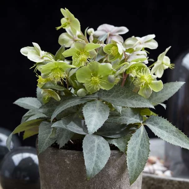 Helleborus x sternii 'Silver Star'