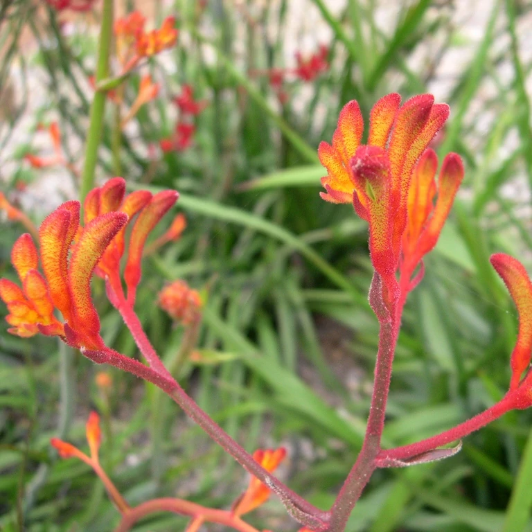 Anigozanthos Beauty Orange