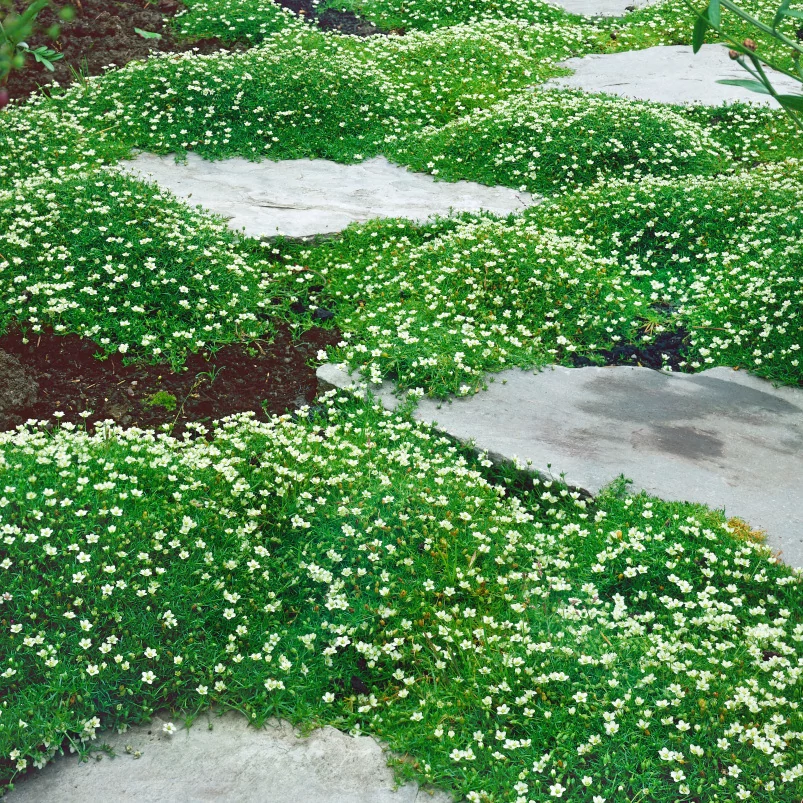 Sagina subulata - Szálkás zöldhúr