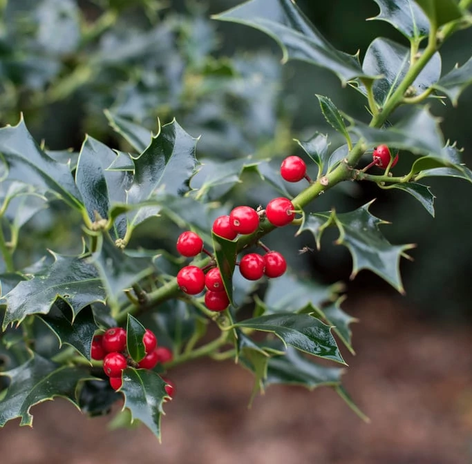 Ilex aquifolium ‘Alaska’ – magyal