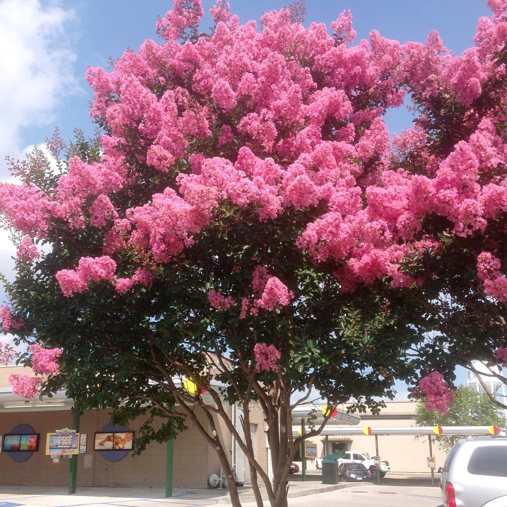 Lagerstroemia 'Sioux'