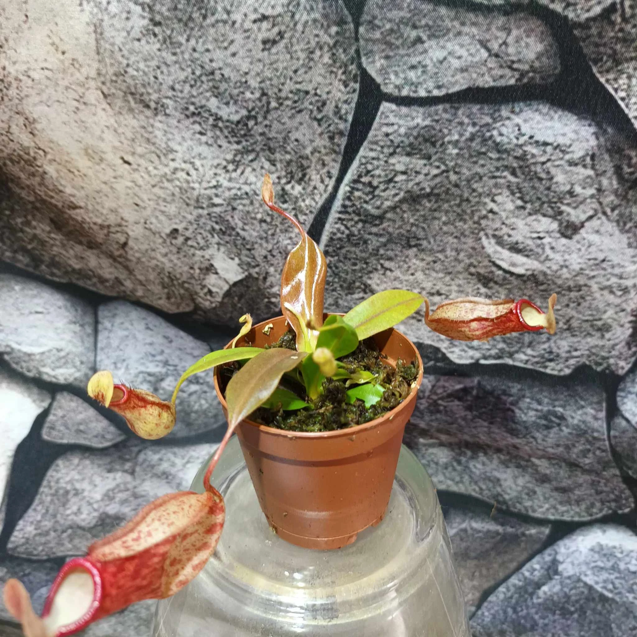 Nepenthes Gaya