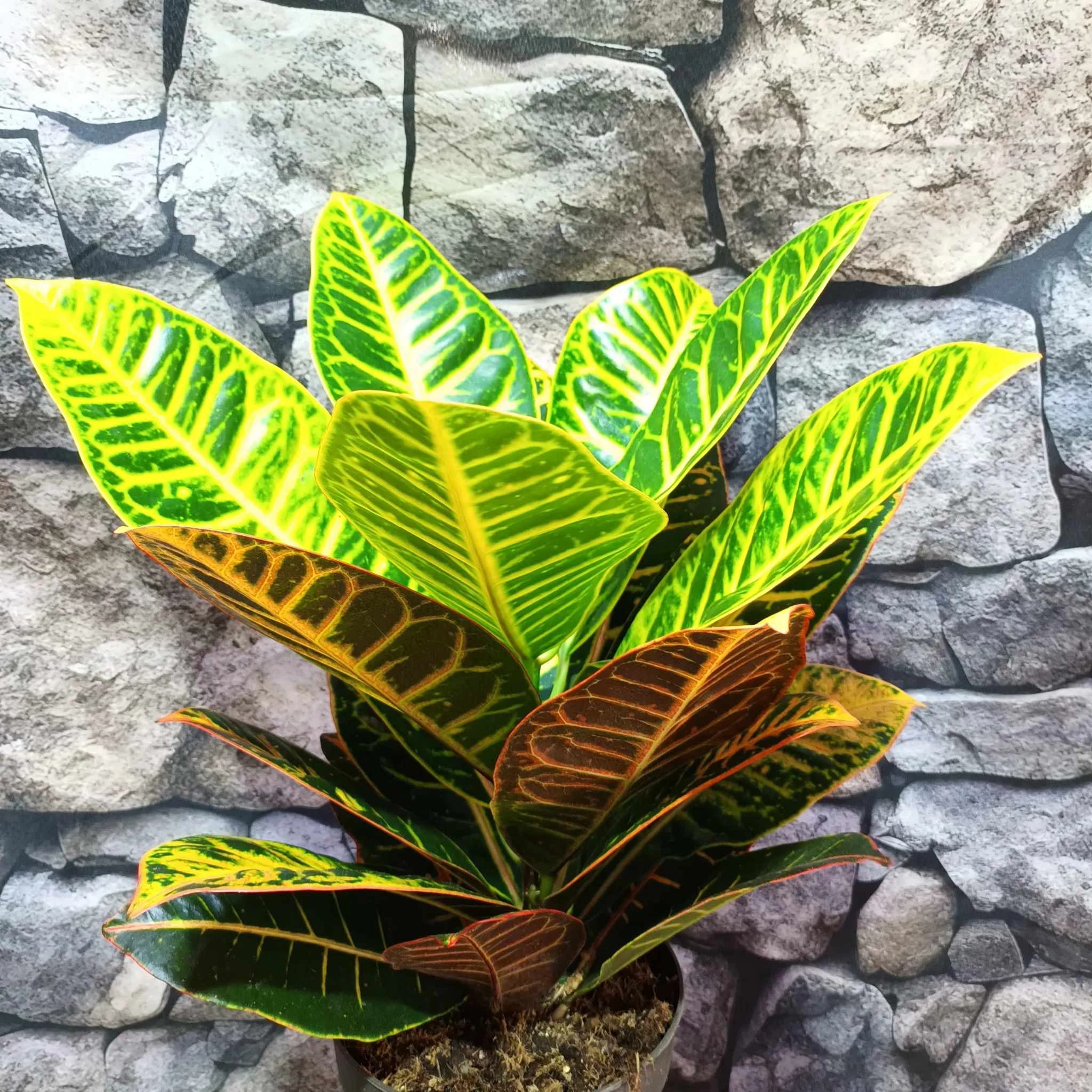 Codiaeum Petra / kroton, csodacserje