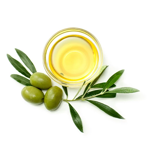 Olea europaea, európai olajfa